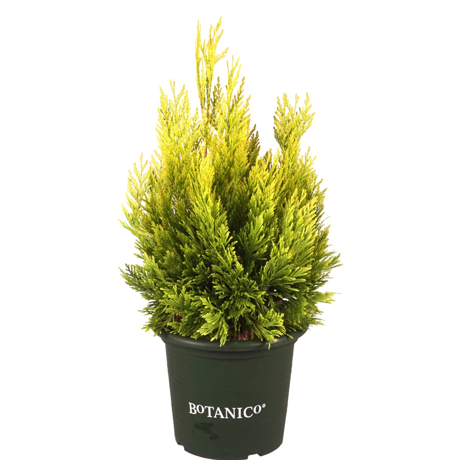 Thuja plicata "4ever Goldy" 40-50 cm 3,7 l kaufen bei OBI