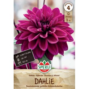 Sperli Dahlie Thomas A. Edison mit dunkel-lila Blüte, geeignet als Schnittblume.
