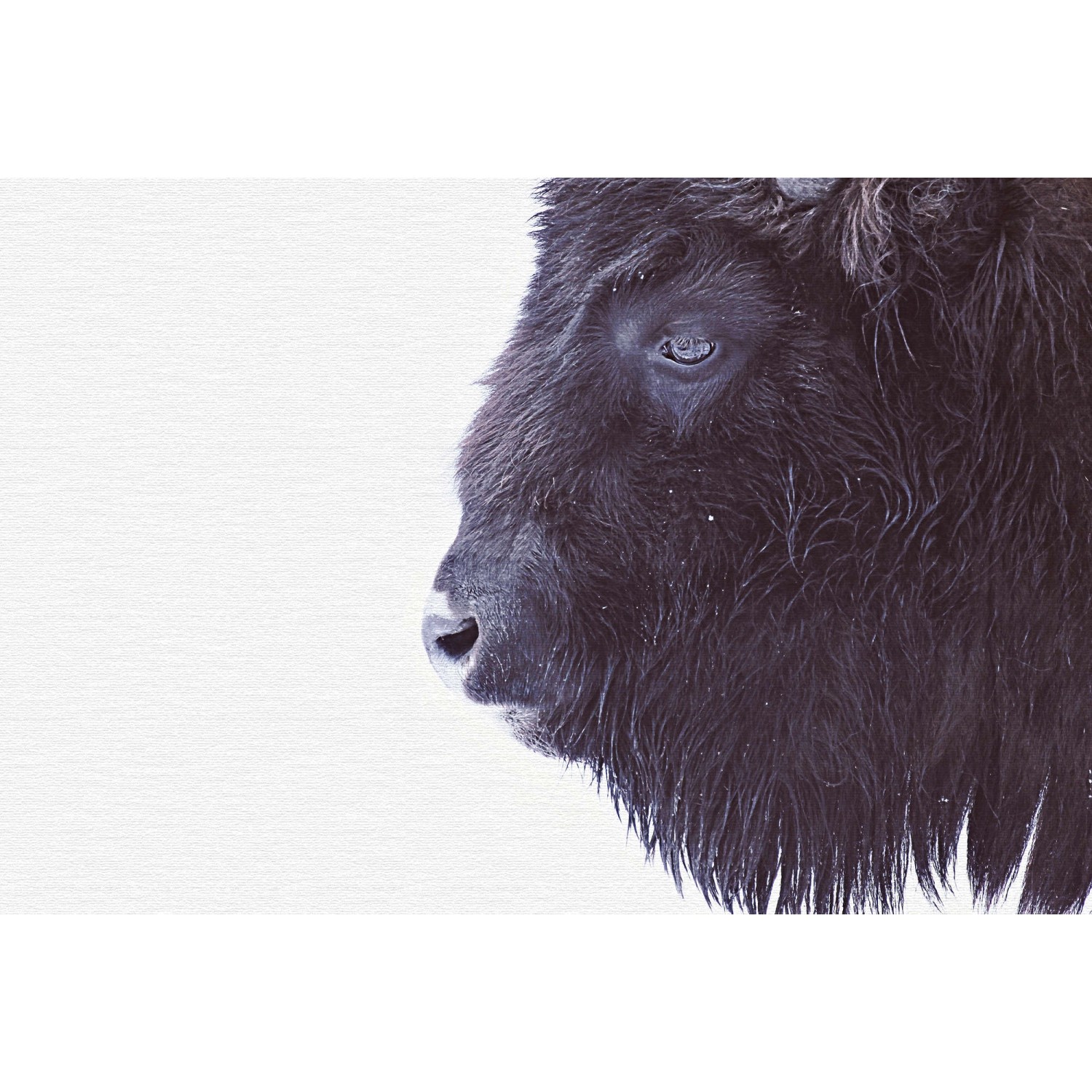 Fototapete Bison Schwarz Weiß 4,00 m x 2,70 m FSC®