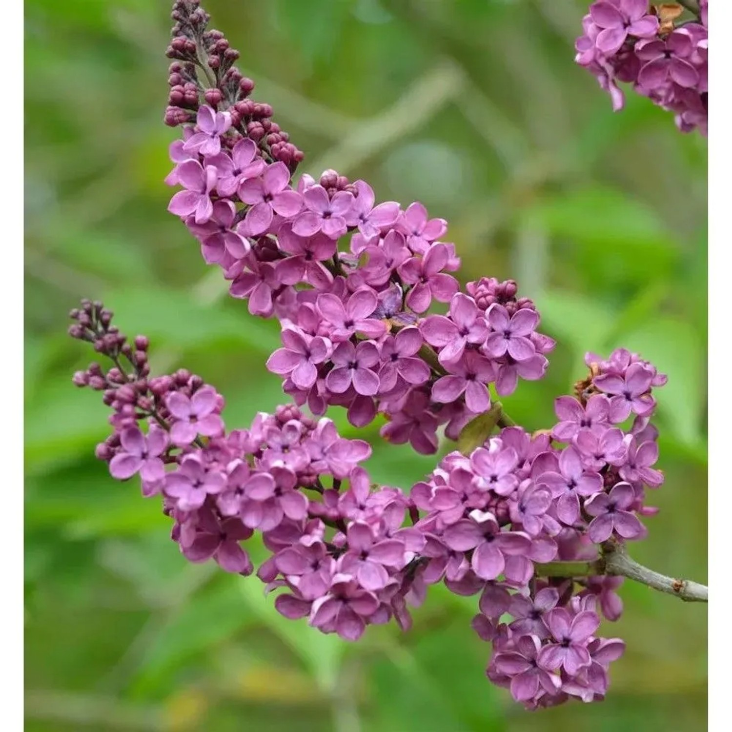Edelflieder Andenken an Ludwig Späth 125-150cm - Syringa vulgaris