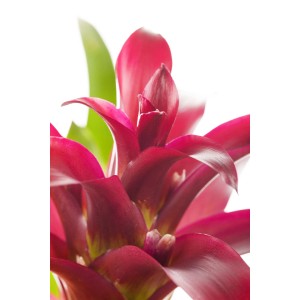 Nahaufnahme der Guzmania Deseo Rosa im Topf, eine farbintensive Blühpflanze von GROW by OBI.