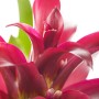 Nahaufnahme der Guzmania Deseo Rosa im Topf, eine farbintensive Blühpflanze von GROW by OBI.