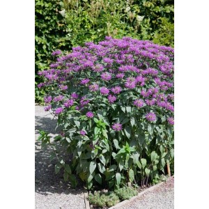 Violette Monarda Fistulosa 'Blaustrumpf' (Wilde Bergamotte) im Topf, üppige Blütenpracht.