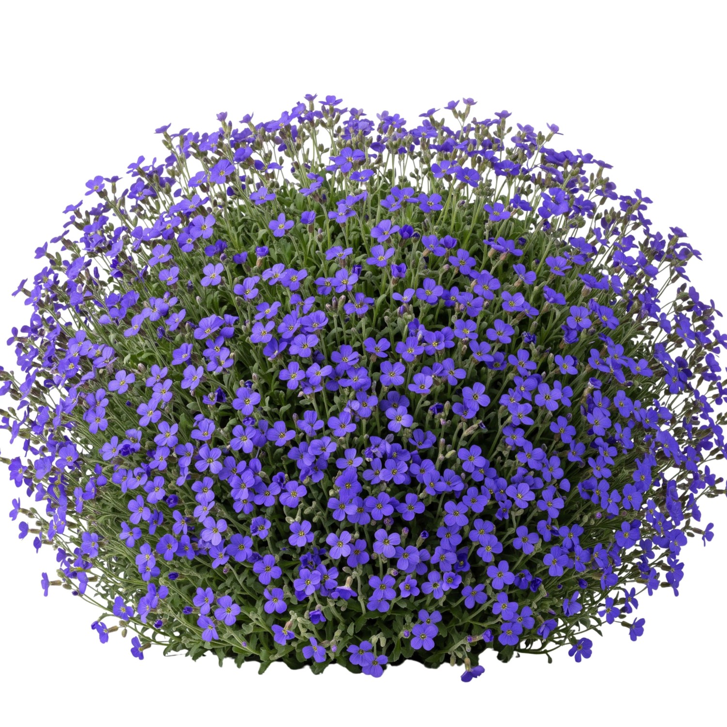 LaCaTho Blaukissen Samen Aubrieta 2000 Samen Blaue Blüten Steingarten Bodendecker