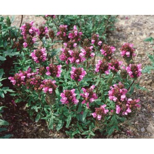 Foto der Kleinen Braunelle (Prunella vulgaris) im 9x9 cm Topf, violette Blüten, grüne Blätter. Bodendecker Staude.