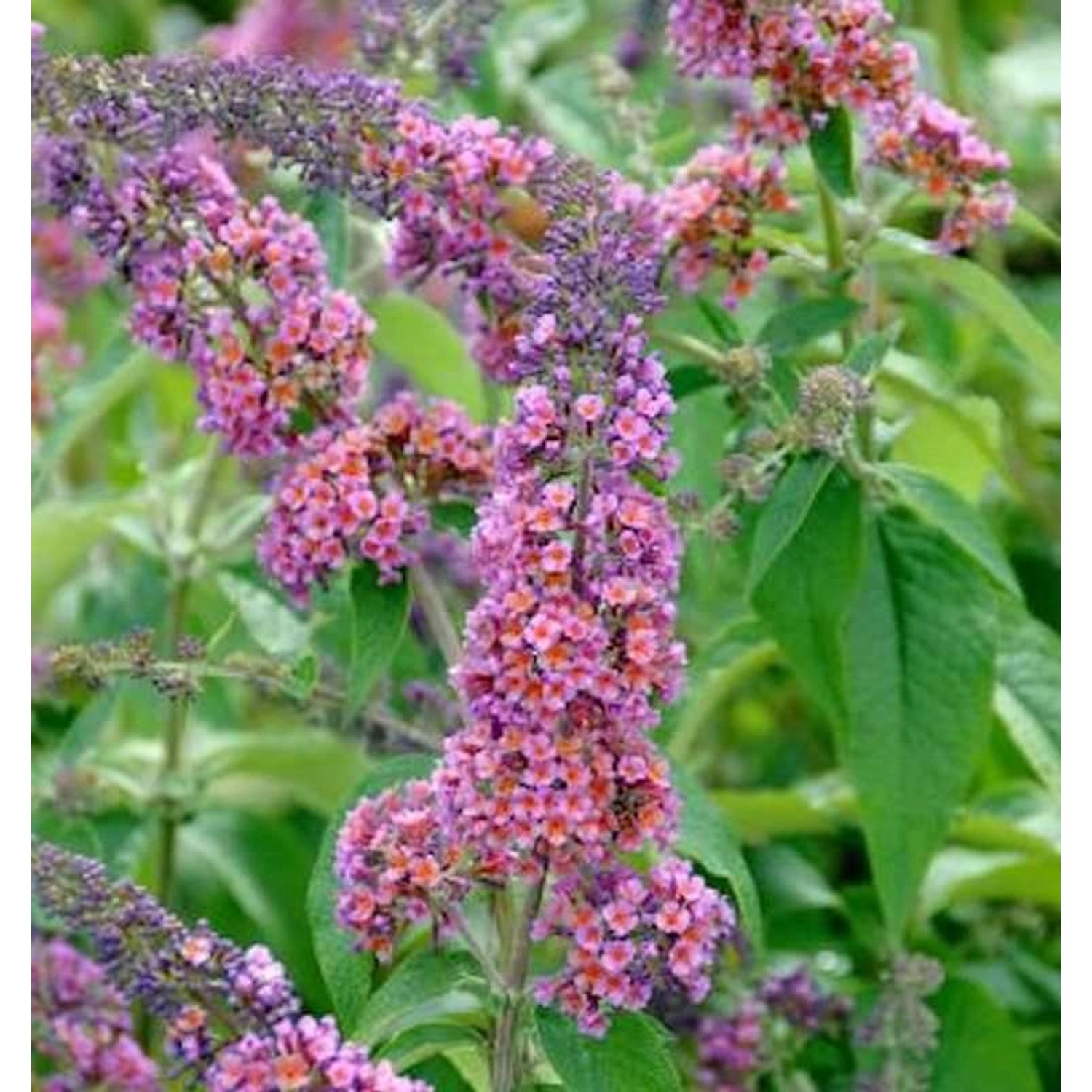 Sommerflieder Flower Power 80-100cm - Buddleja günstig online kaufen