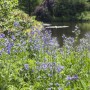 Blühende Himmelsleiter (Polemonium Caeruleum) Staude im Garten am Teich.