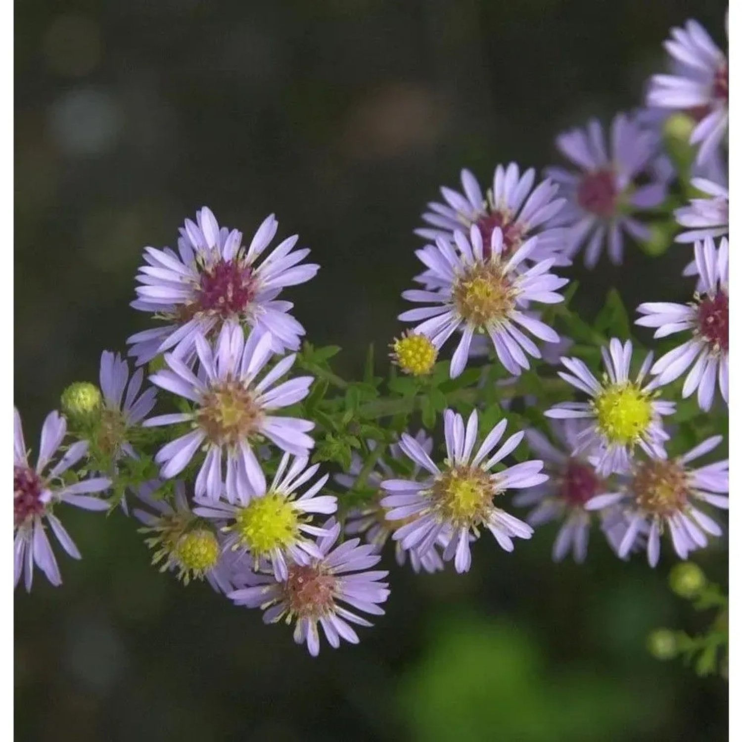 Tataren-Aster Jindai - Aster tataricus