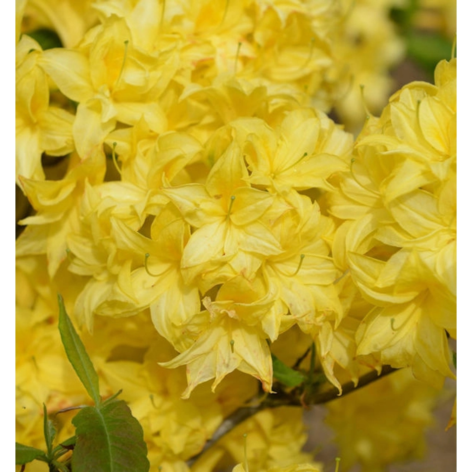 Sommergrüne Azalee Sonnenköpfchen 30-40cm - Rhododendron mixtum günstig online kaufen