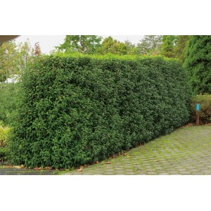 Immergrüne OBI Portugiesischer Kirschlorbeer 'Angustifolia' Hecke, ca. 100 cm hoch.