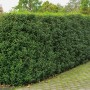 Immergrüne OBI Portugiesischer Kirschlorbeer 'Angustifolia' Hecke, ca. 100 cm hoch.