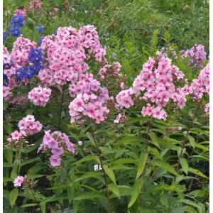 Rosa Flammenblume Minnehaha (Phlox paniculata) im Gartenbeet, Nahaufnahme.