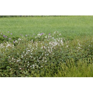 Dreiblattspiere (Gillenia trifoliata) mit filigranen, weißen Blüten im Gartenbeet.