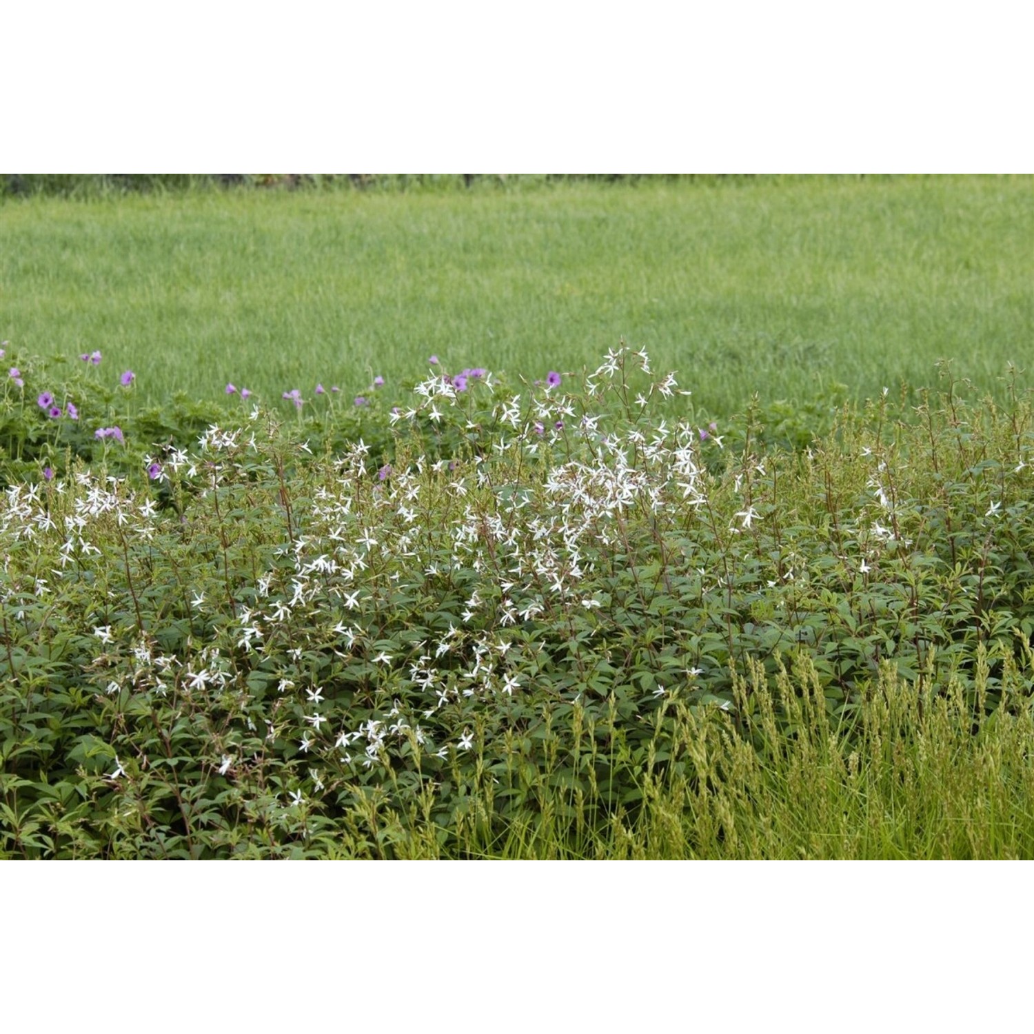 Gillenia Trifoliata Dreiblattspiere Ca. 9x9 cm Topf günstig online kaufen