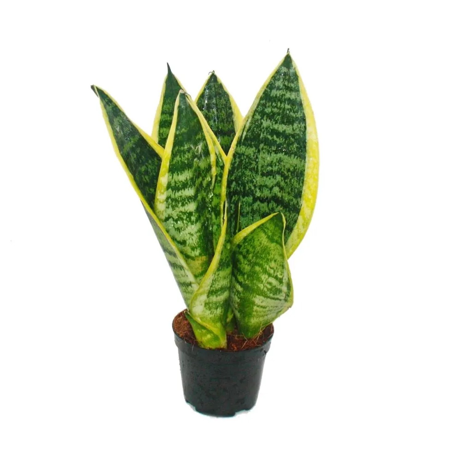 3er Set Bogenhanf Sanseveria Laurentii im 9cm Topf, grüngelbe Blätter, ca. 20-25cm hoch.