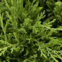 Detailaufnahme des grünen Kriech-Wacholders Juniperus Horizontalis 'Andorra Compact'.