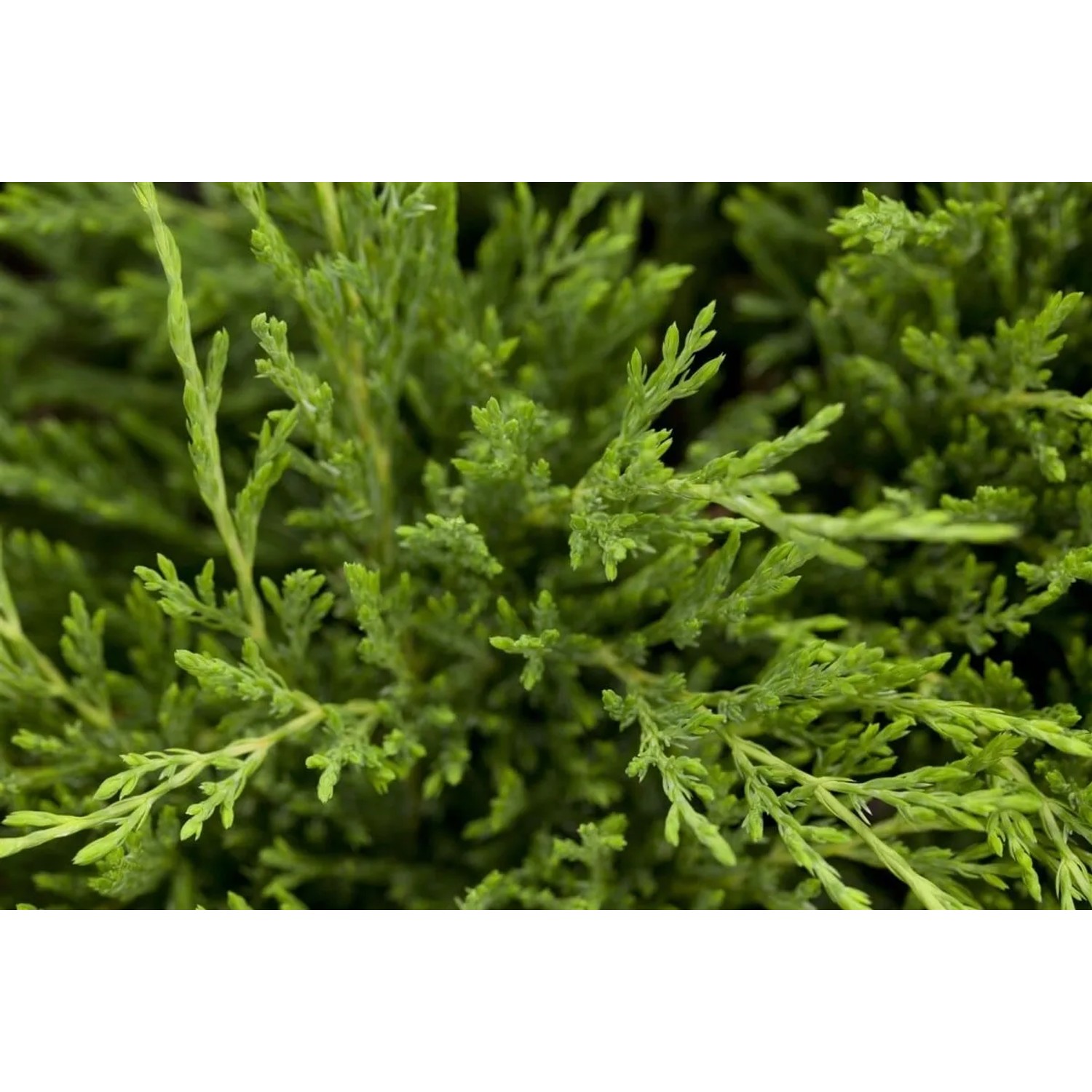 Detailaufnahme des grünen Kriech-Wacholders Juniperus Horizontalis 'Andorra Compact'.