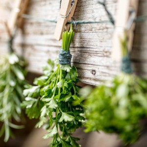 Bündel frischer Kräuter, mit grüner Jute-Schnur und Wäscheklammern an Holz befestigt.