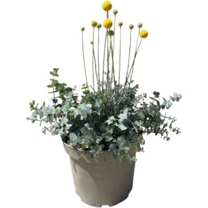 GROW by OBI: Trommelstöckchen & Eukalyptus im Topf, Höhe 50cm. Blühende Beetpflanze mit gelben Blüten.
