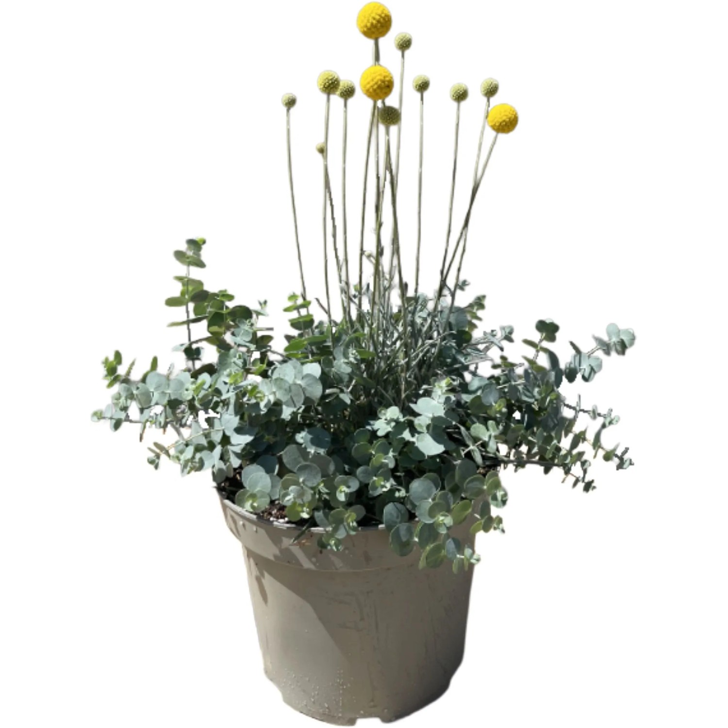 GROW by OBI Trommelstöckchen & Eukalyptus, T26cm H50cm, Craspedia & Eucal kaufen bei OBI