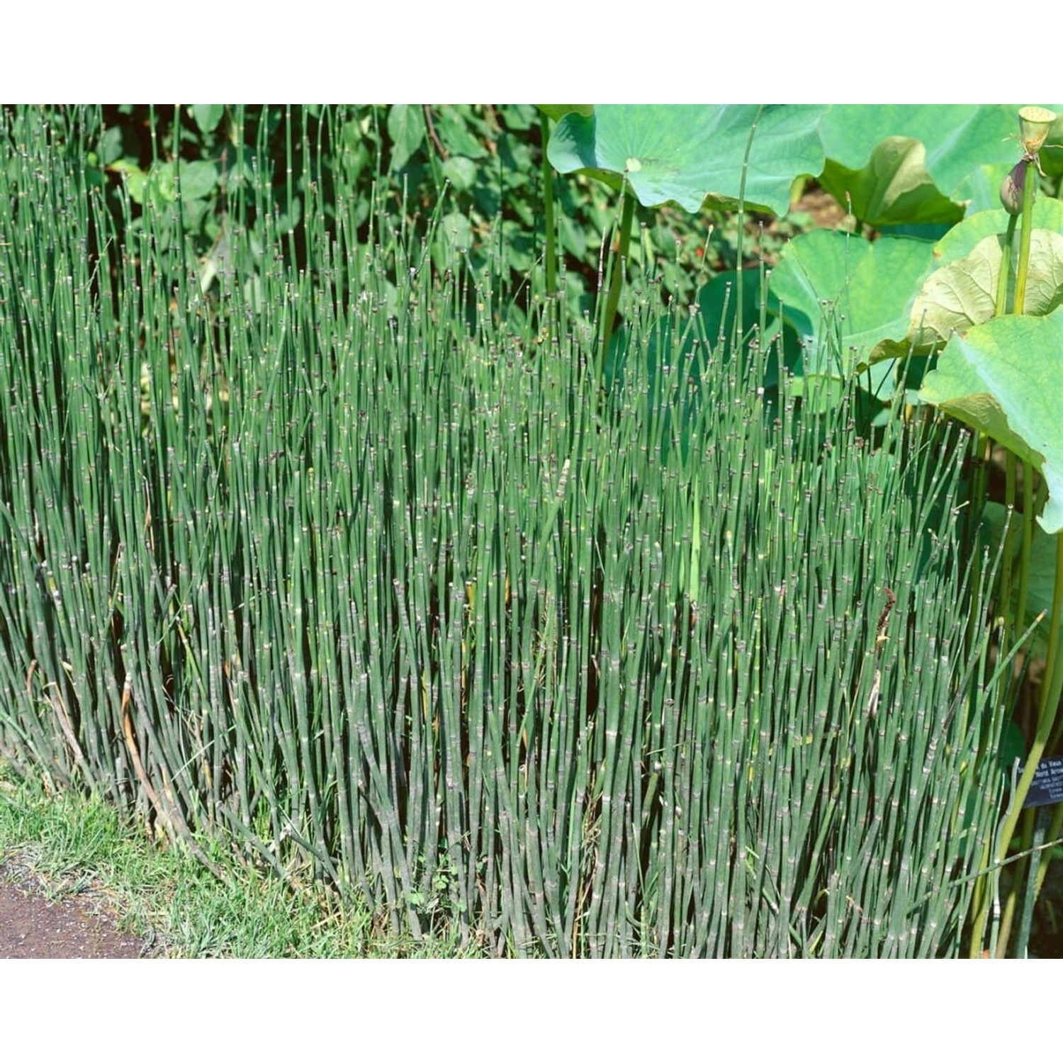 Equisetum Variegatum Ca. 9x9 cm Topf günstig online kaufen