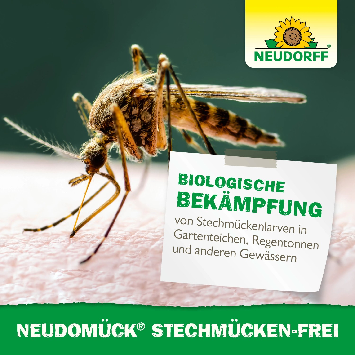 Stechmücke auf Haut vor Neudorff Neudomück Stechmückenfrei, Mittel zur Mückenbekämpfung.