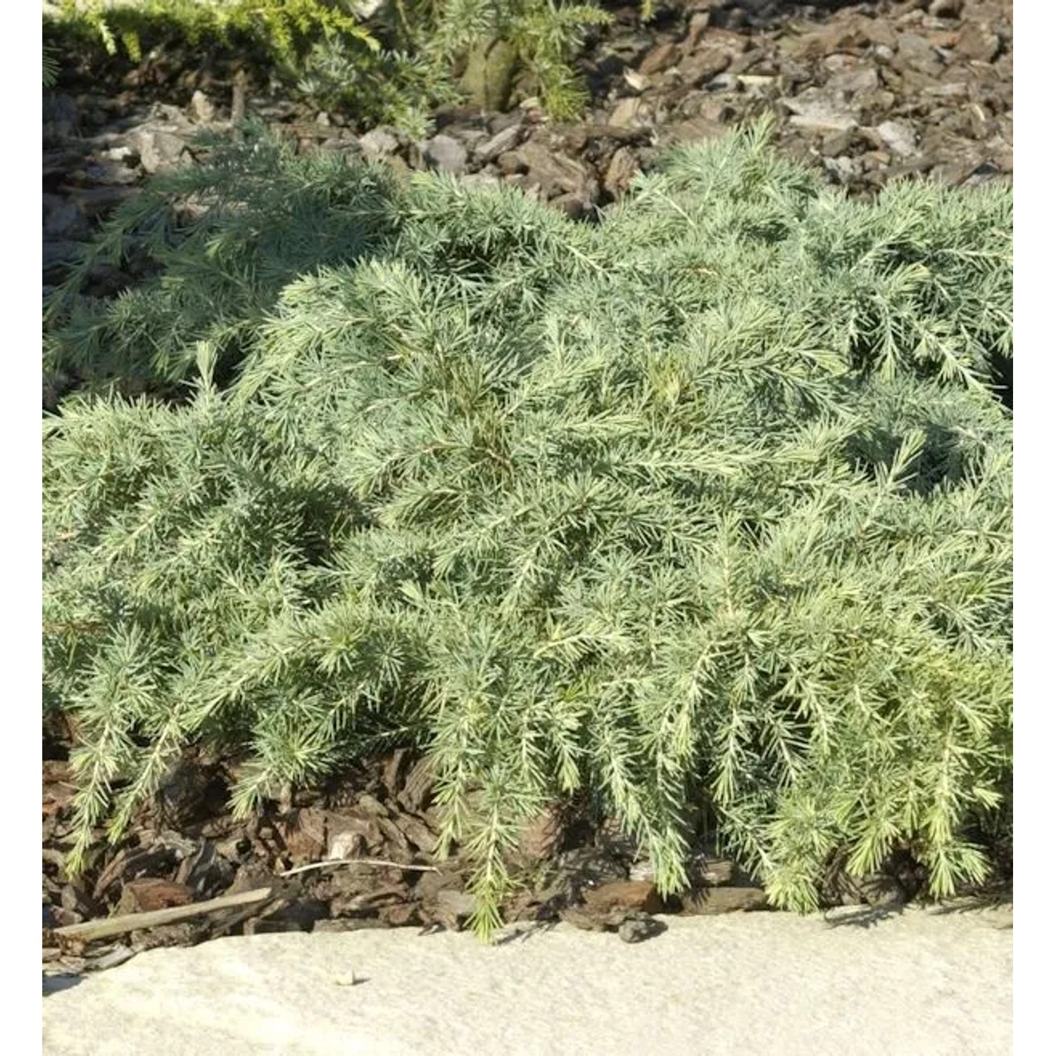 Himalaya Zeder Feelin Blue 50-60cm - Cedrus deodara