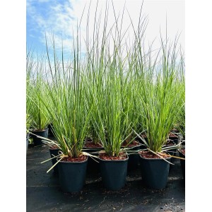 Pampasgras Cortaderia Selloana im 3-5 Liter Container, grüne Blätter, ideal für Garten und Kübel.