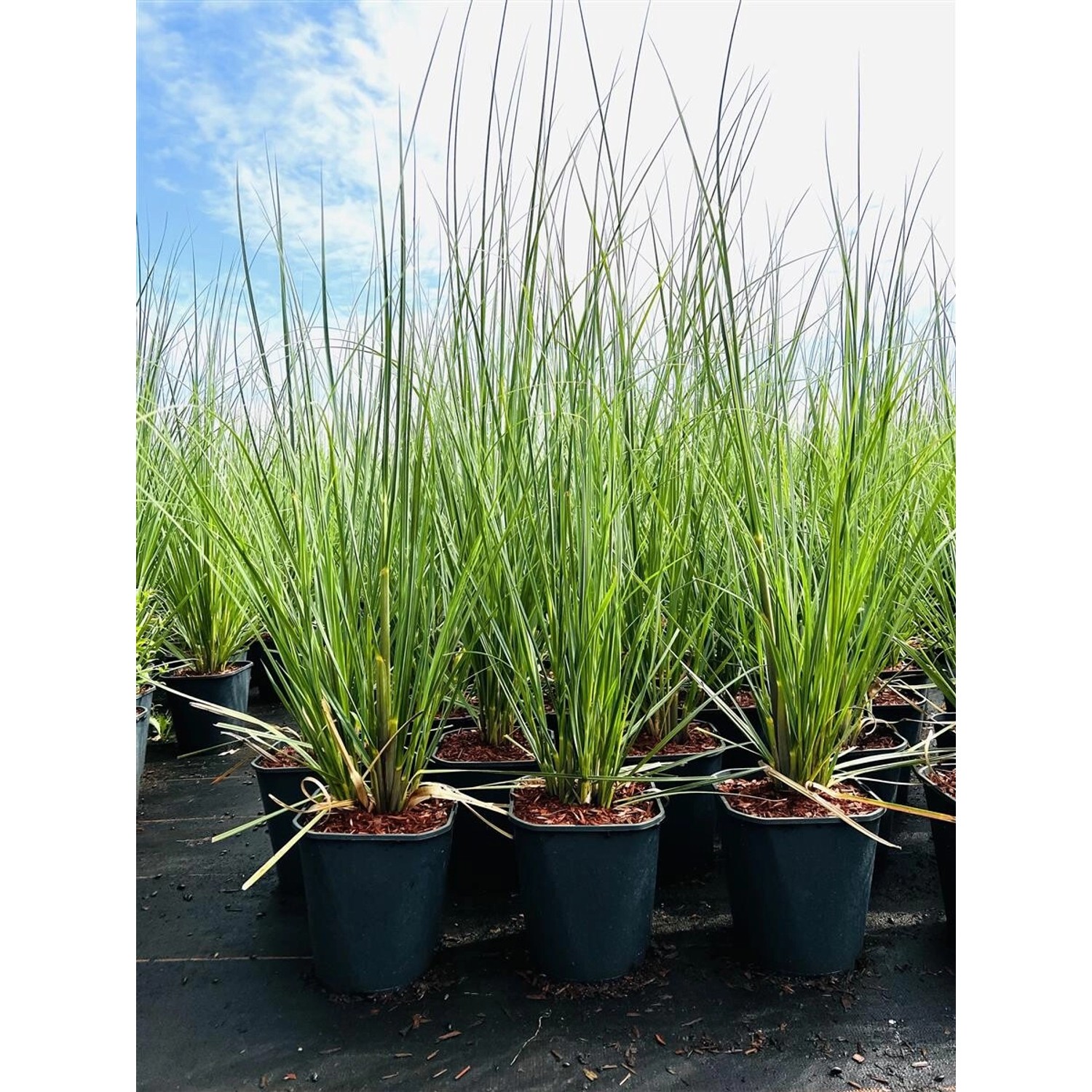 Cortaderia Selloana Pampasgras 3-5 Liter Container günstig online kaufen
