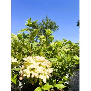 Rispenhortensie 'Little Lime' im Topf mit cremegrünen, leicht rosa Blüten und grünen Blättern unter blauem Himmel.