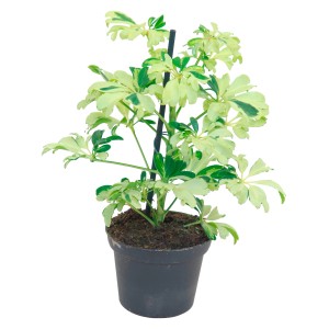 Strahlenaralie Janine im Topf, ca. 8 cm Ø, mit grün-weiß panaschierten Blättern.