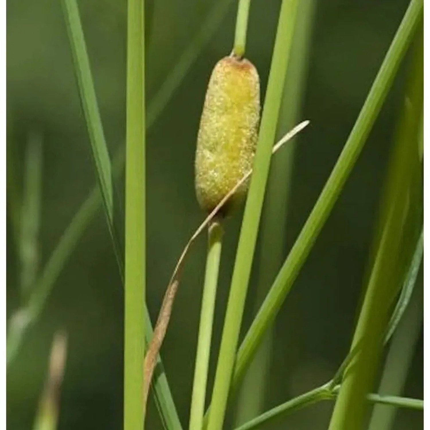 Schmalblättriger Rohrkolben Laxmann - Typha laxmannii_2