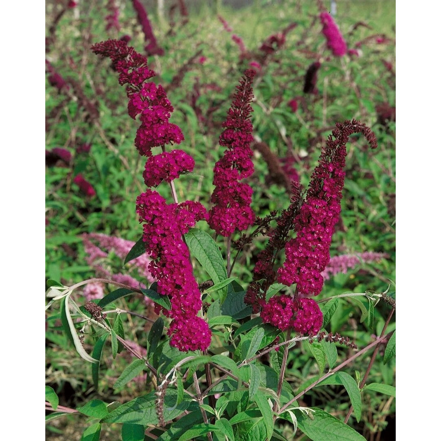 Buddleja Schmetterlingsstrauch 'Sugar Plum' Neuheit Rot ® 40-60 cm günstig online kaufen