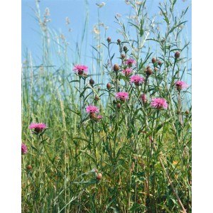 Violette Wiesenflockenblume (Centaurea jacea) im Topf, ideal für naturnahe Gärten.