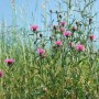 Violette Wiesenflockenblume (Centaurea jacea) im Topf, ideal für naturnahe Gärten.