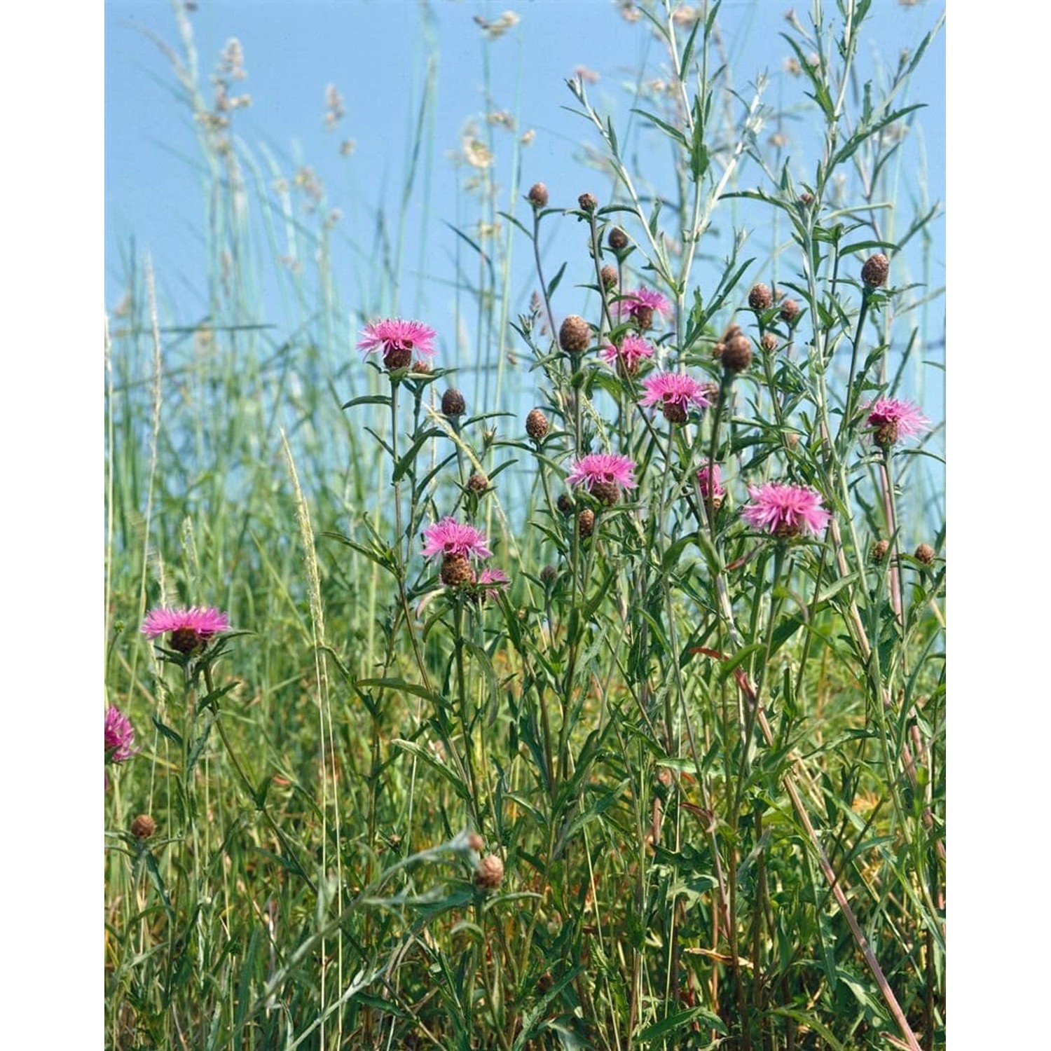Centaurea Jacea Wiesenflockenblume Ca. 11x11 cm Topf günstig online kaufen