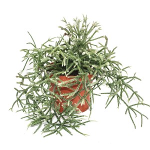 Exotenherz Rhipsalis Pilocarpa Korallenkaktus im braunen 12cm Topf.