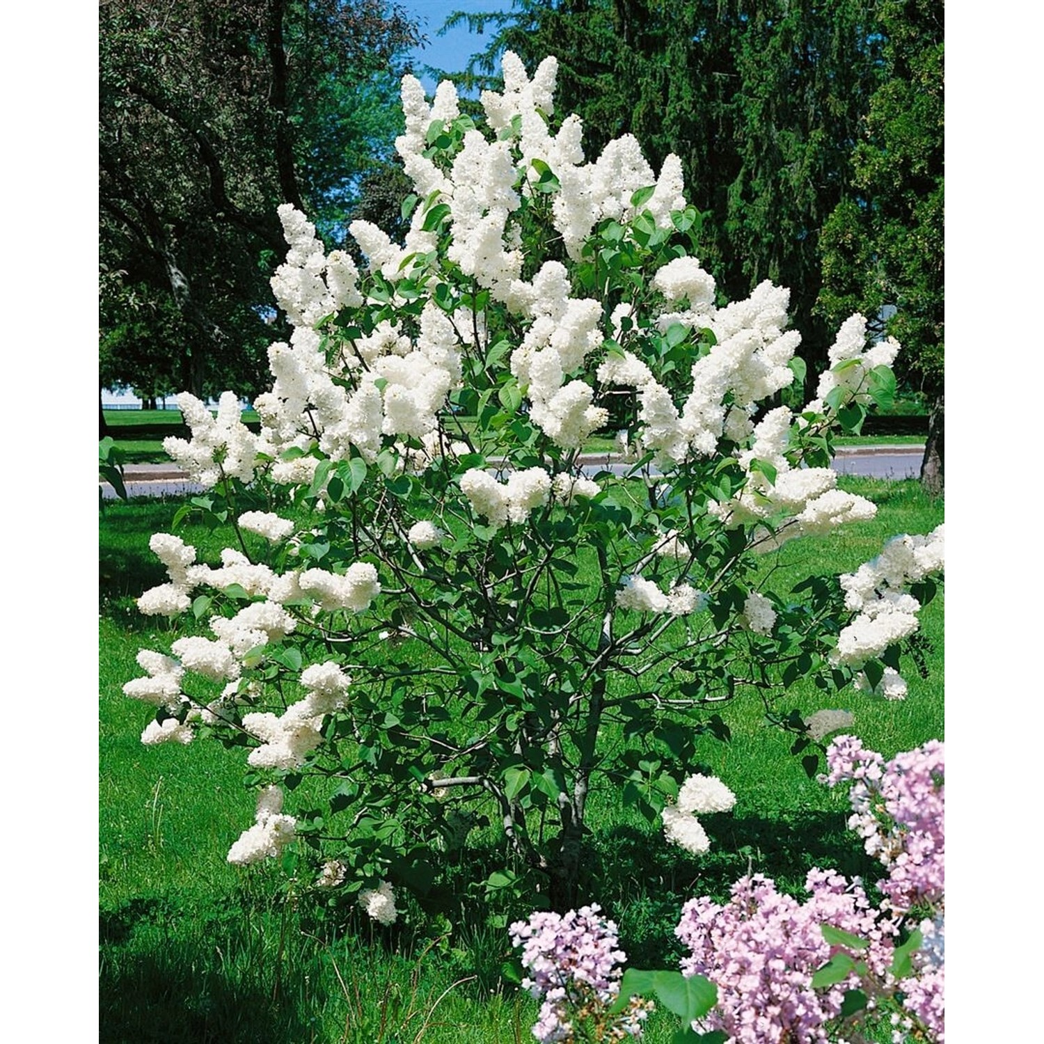 Syringa Vulgaris Alba Flieder Weiß 125–150 cm günstig online kaufen