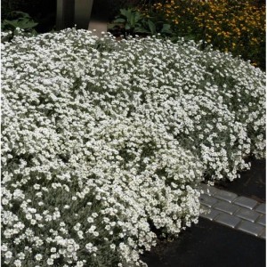 Filziges Hornkraut - Cerastium tomentosum