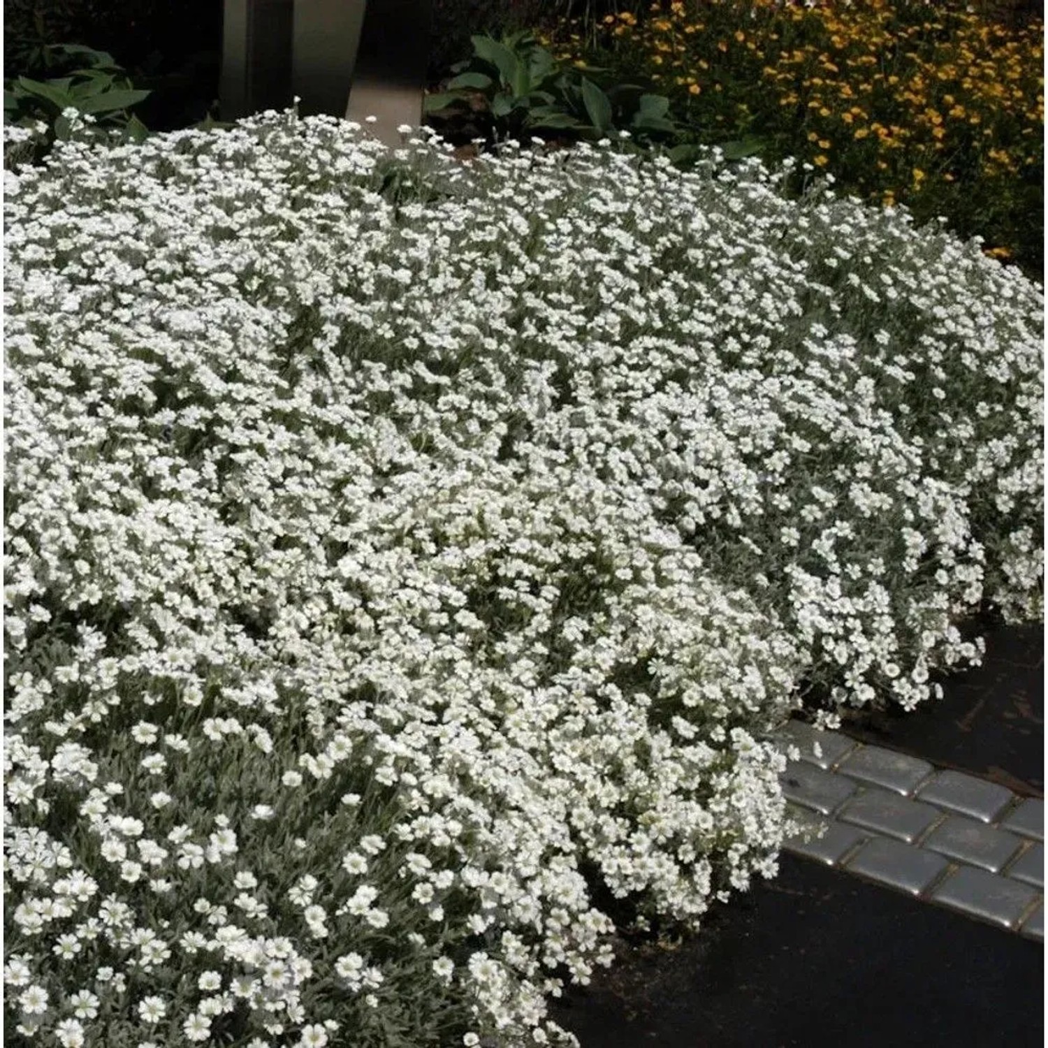 Filziges Hornkraut - Cerastium tomentosum
