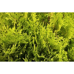 Leuchtend grüne Thuja 'Jantar' (80-100 cm) als Heckenpflanze im Detail.