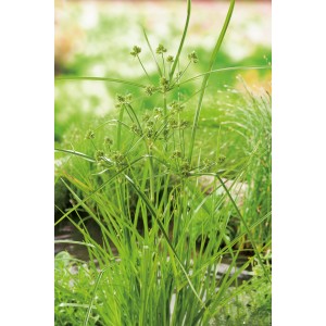 Zyperngras Gelbgrün im Topf, eine Sumpfpflanze für den Gartenteich.