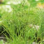 Zyperngras Gelbgrün im Topf, eine Sumpfpflanze für den Gartenteich.