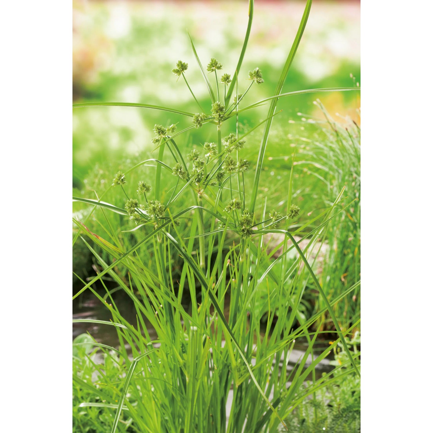 Zyperngras Gelbgrün im Topf, eine Sumpfpflanze für den Gartenteich.