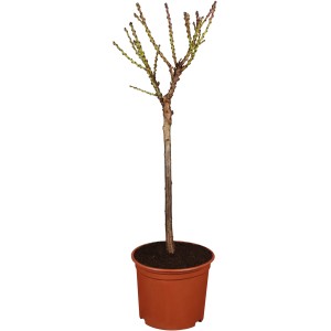 Pfirsichbaum Amsden im Topf, ca. 120-140 cm hoch, mit gelb-roten Früchten.