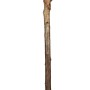 Pfirsichbaum Amsden im Topf, ca. 120-140 cm hoch, mit gelb-roten Früchten.