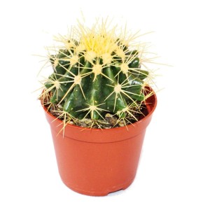 Kleiner Schwiegermutterstuhl (Echinocactus grusonii) im braunen Topf. Exotenherz Kaktus mit gelben Stacheln.