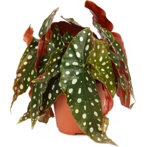 Polka-Dot Begonie (Begonia maculata) im Topf, grüne Blätter mit weißen Punkten.
