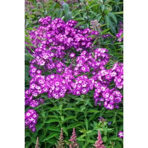 Leuchtend rosa Sommerphlox Uspech im 11x11 cm Topf, blühende Staude für Beet und Garten.