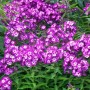 Leuchtend rosa Sommerphlox Uspech im 11x11 cm Topf, blühende Staude für Beet und Garten.